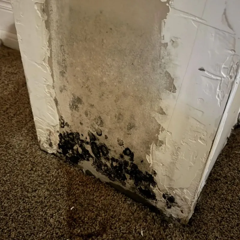 Professional Mold Removal in Flatwoods, KY